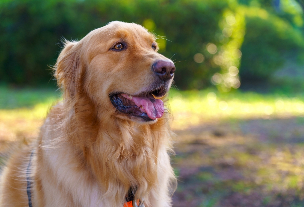 信頼できる補助犬供給に向けた取り組み