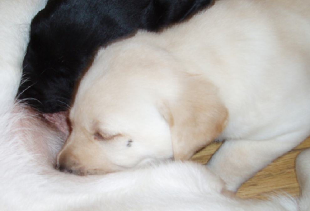 未来を支える補助犬の役割と私たちの使命