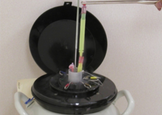 凍結受精の作成